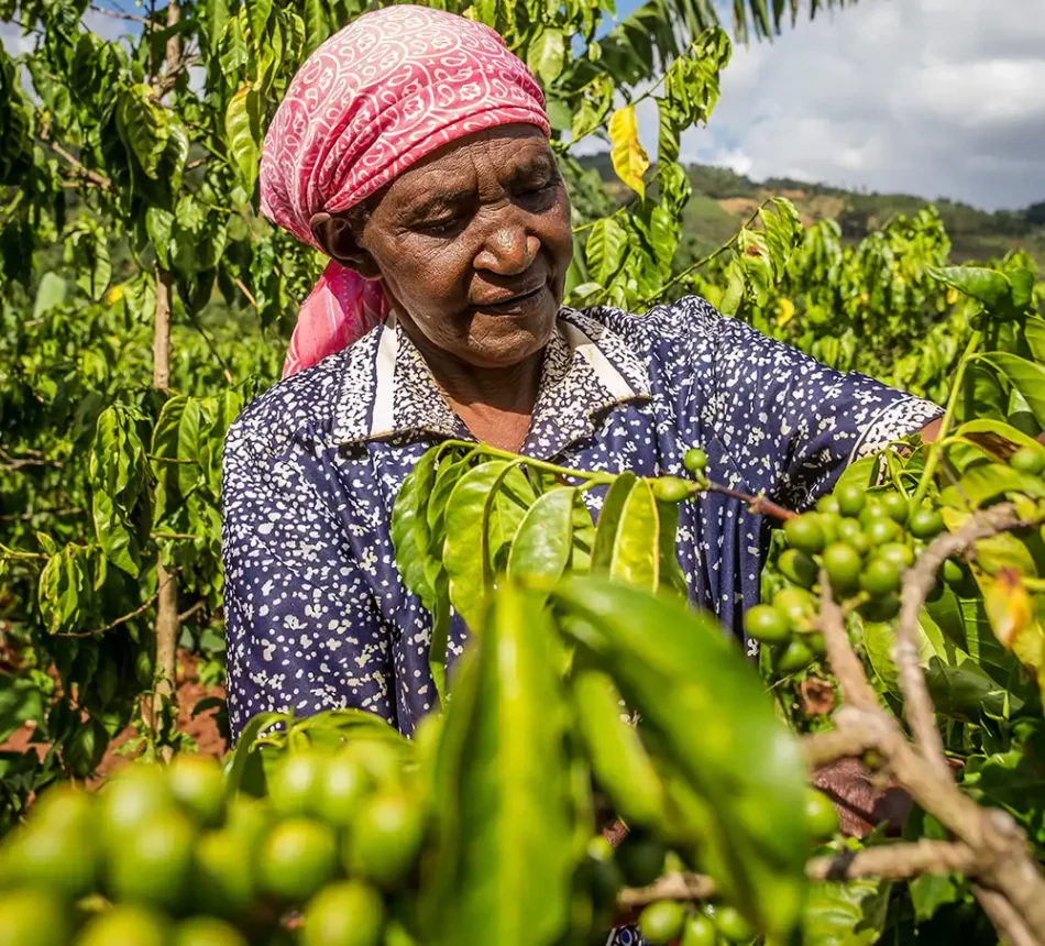 Koffie – Kenia